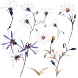 Colección de flores realistas del vector para el diseño ilustración del vector Colección de flores realistas del vector para el diseño ilustración del vector