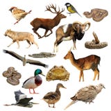 Colección de la fauna sobre blanco imagen de archivo Colección de la fauna sobre blanco imagen de archivo