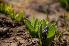 Colección grande de plantas azules del jacinto que brotaron fuera de la tierra fría imágenes de archivo libres de regalías Colección grande de plantas azules del jacinto que brotaron fuera de la tierra fría imágenes de archivo libres de regalías