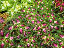 Coleus цветет (покрашенная крапива, крапива пламени) Стоковое фото RF Coleus цветет (покрашенная крапива, крапива пламени) Стоковое фото RF
