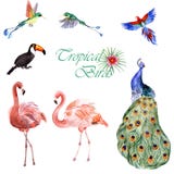 Coleção da aquarela dos pássaros tropicais isolados em um fundo branco ilustração stock Coleção da aquarela dos pássaros tropicais isolados em um fundo branco ilustração stock