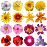 Coleção das flores fotografia de stock Coleção das flores fotografia de stock