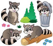 Coleção dos racoons dos desenhos animados ilustração do vetor Coleção dos racoons dos desenhos animados ilustração do vetor