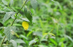 Colias-erate gelber Schmetterling, der am Blatt im Wald hängt lizenzfreie stockfotos Colias-erate gelber Schmetterling, der am Blatt im Wald hängt lizenzfreie stockfotos
