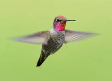 Colibri coloré d'Annas sur un fond vert en vol images libres de droits Colibri coloré d'Annas sur un fond vert en vol images libres de droits