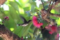 Colibri Costa Rica photos stock Colibri Costa Rica photos stock
