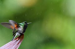 colibri Noir-gonflé sous la pluie, Costa Rica image stock colibri Noir-gonflé sous la pluie, Costa Rica image stock
