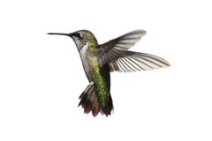 Colibri Rubis-throated d'isolement image libre de droits Colibri Rubis-throated d'isolement image libre de droits