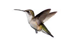 Colibri Rubis-throated d'isolement image libre de droits Colibri Rubis-throated d'isolement image libre de droits