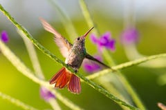 Colibri, thalassinus de Colibri, beau colibri vert-bleu d'Amérique Centrale planant devant le fond de fleur dedans images stock Colibri, thalassinus de Colibri, beau colibri vert-bleu d'Amérique Centrale planant devant le fond de fleur dedans images stock