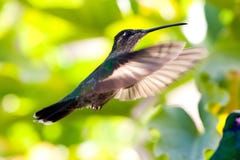 Colibrì durante il volo Fotografia Stock Libera da Diritti Colibrì durante il volo Fotografia Stock Libera da Diritti