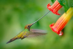 colibrì Spada-fatturato, ensifera di Ensifera, mosca accanto al bello fiore arancio, uccello con la fattura più lunga, nell'habit fotografie stock libere da diritti colibrì Spada-fatturato, ensifera di Ensifera, mosca accanto al bello fiore arancio, uccello con la fattura più lunga, nell'habit fotografie stock libere da diritti