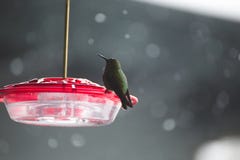 Colibrì sull'alimentatore di plastica dell'uccello con l'agrostide bianco fotografia stock libera da diritti Colibrì sull'alimentatore di plastica dell'uccello con l'agrostide bianco fotografia stock libera da diritti