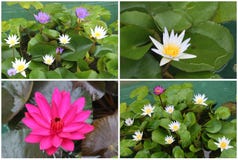 Collage av att blomma Lotus blommor arkivfoton Collage av att blomma Lotus blommor arkivfoton