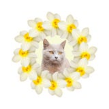 Collage av h?rliga p?skliljablommor med en gr? katt p? en vit bakgrund arkivfoton Collage av h?rliga p?skliljablommor med en gr? katt p? en vit bakgrund arkivfoton
