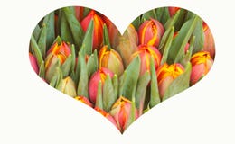 Collage avec le coeur fait en fond coloré de ressort de tulipe photos stock Collage avec le coeur fait en fond coloré de ressort de tulipe photos stock