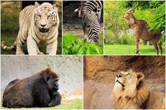 Collage d'animaux sauvages Collage d'animaux sauvages