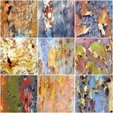 Collage de la corteza australiana colorida del gumtree imágenes de archivo libres de regalías Collage de la corteza australiana colorida del gumtree imágenes de archivo libres de regalías