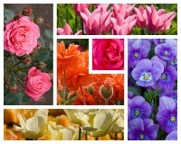 Collage de las flores foto de archivo Collage de las flores foto de archivo