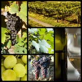 Collage della vigna Collage della vigna