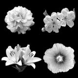 Collage Of Black And White Flowers On A Black Background Royalty Free Stock Photos