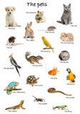 Collage Of Pets And Animals In English Royalty Free Stock Photos Collage Of Pets And Animals In English Royalty Free Stock Photos