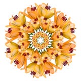 Collage van oranje mooie leliebloemen op een witte achtergrond royalty-vrije stock fotografie Collage van oranje mooie leliebloemen op een witte achtergrond royalty-vrije stock fotografie