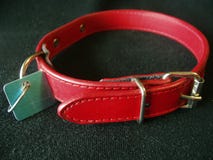 Collare di cane con la modifica di identificazione immagine stock libera da diritti Collare di cane con la modifica di identificazione immagine stock libera da diritti