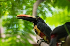 Collared aracari Pteroglossus torquatustoucan стоковая фотография Collared aracari Pteroglossus torquatustoucan стоковая фотография