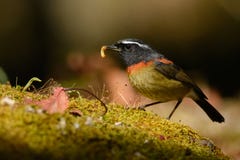 Collared Bush-robin