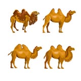 Collection of bactrian camels vector illustration Collection of bactrian camels vector illustration