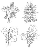 Collection. A beautiful branch of wild rose berries, currants, sea buckthorn, grapes. Graphic image. Useful tasty berries for vector illustration Collection. A beautiful branch of wild rose berries, currants, sea buckthorn, grapes. Graphic image. Useful tasty berries for vector illustration