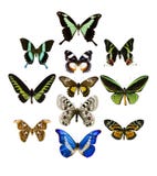 Collection of butterfly