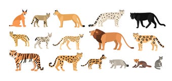 Collection of different wild and domestic cats. Exotic animals vector illustration Collection of different wild and domestic cats. Exotic animals vector illustration