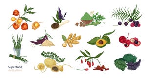 Collection of elegant botanical drawings of superfoods isolated on white background. Fruits, berries, seeds, root crops stock illustration Collection of elegant botanical drawings of superfoods isolated on white background. Fruits, berries, seeds, root crops stock illustration