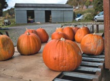 A collection of freshly picked tasty organic pumpkins royalty free stock photo A collection of freshly picked tasty organic pumpkins royalty free stock photo