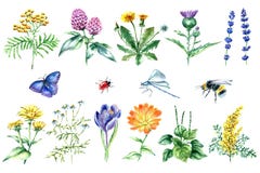 Collection of hand drawn medical herbs and plants. royalty free illustration Collection of hand drawn medical herbs and plants. royalty free illustration