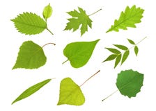 Collection Leaves Royalty Free Stock Photo