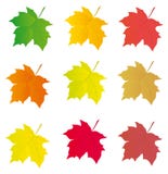 Collection Of Colored Leaves To The Design Royalty Free Stock Photos