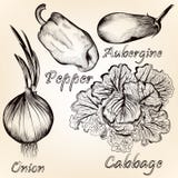 Collection Of Vector Hand Drawn Vegetables For Design Royalty Free Stock Images