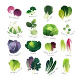 Collection of various kinds of cabbage and common leafy greens vector illustration Collection of various kinds of cabbage and common leafy greens vector illustration