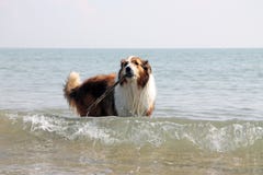Collie Stock Images