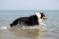 Collie Royalty Free Stock Image