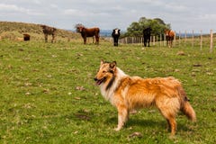 Collie And Cattle In Rio Grande Do Sul Brazil Stock Photo Collie And Cattle In Rio Grande Do Sul Brazil Stock Photo