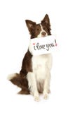 Collie border dog with card stock photography Collie border dog with card stock photography