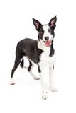 Collie Crossbreed Dog Standing mignonne et heureuse Image libre de droits Collie Crossbreed Dog Standing mignonne et heureuse Image libre de droits