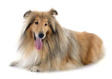 Collie di massima Immagine Stock Libera da Diritti Collie di massima Immagine Stock Libera da Diritti