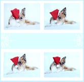 Collie dog with Santa's hat stock images Collie dog with Santa's hat stock images