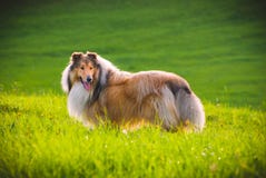Colliehond royalty-vrije stock fotografie Colliehond royalty-vrije stock fotografie