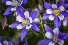 Colombine del blu del fiore di stato di Colorado immagine stock libera da diritti Colombine del blu del fiore di stato di Colorado immagine stock libera da diritti